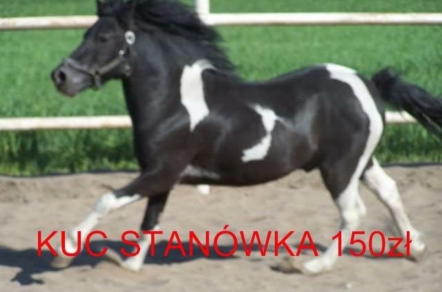 STANOWKA  KUCE OGIERKI Z LICENCJĄ — zdjęcie 1
