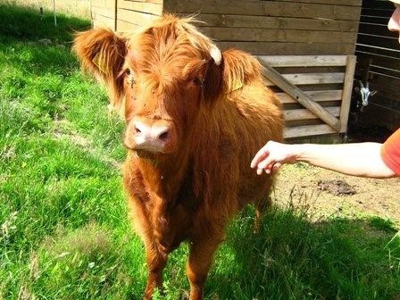 Jałówka Highland Cattle — zdjęcie 1