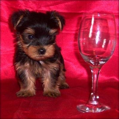 czuły szczenięta Yorkshire terrier do przyjęcia