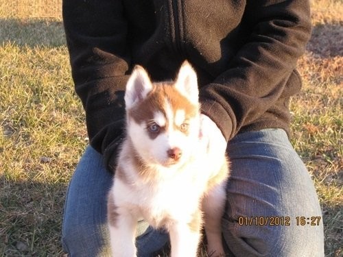 Siberian Husky — zdjęcie 1