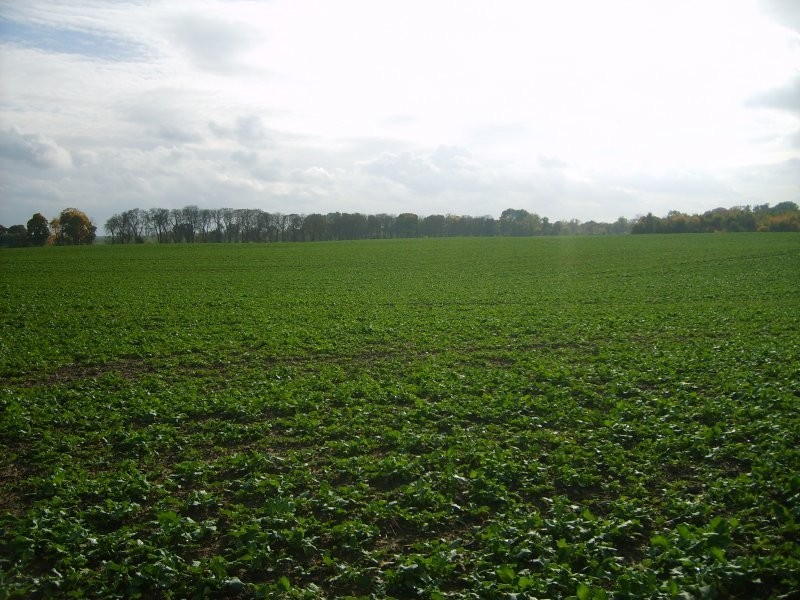 SPRZEDAM 475ha gruntów rolnych-okolice CHOSZCZNO — zdjęcie 2