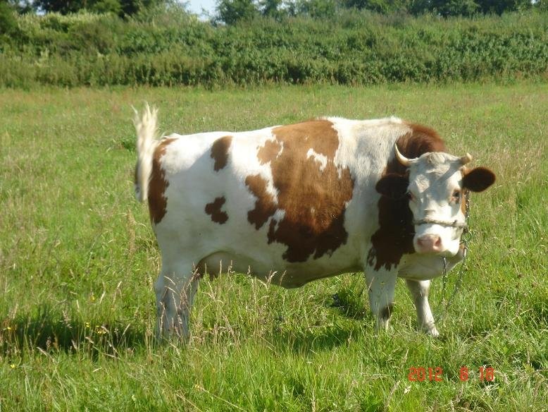 Piękna jałówka na wycieleniu! — zdjęcie 1