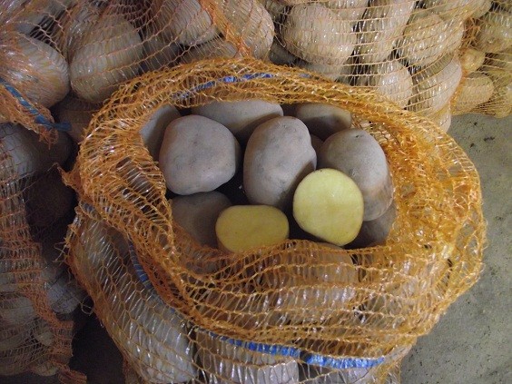 ziemniaki jadalne TAJFUN VINETA paczka 2,5kg