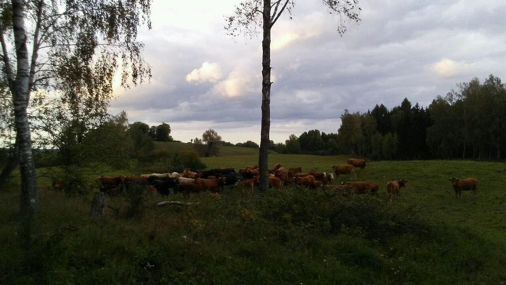 Stado rasy LM — zdjęcie 4