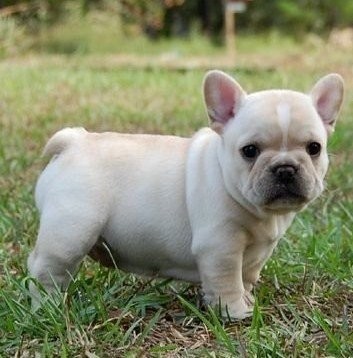 Francuski Buldog Szczenięta