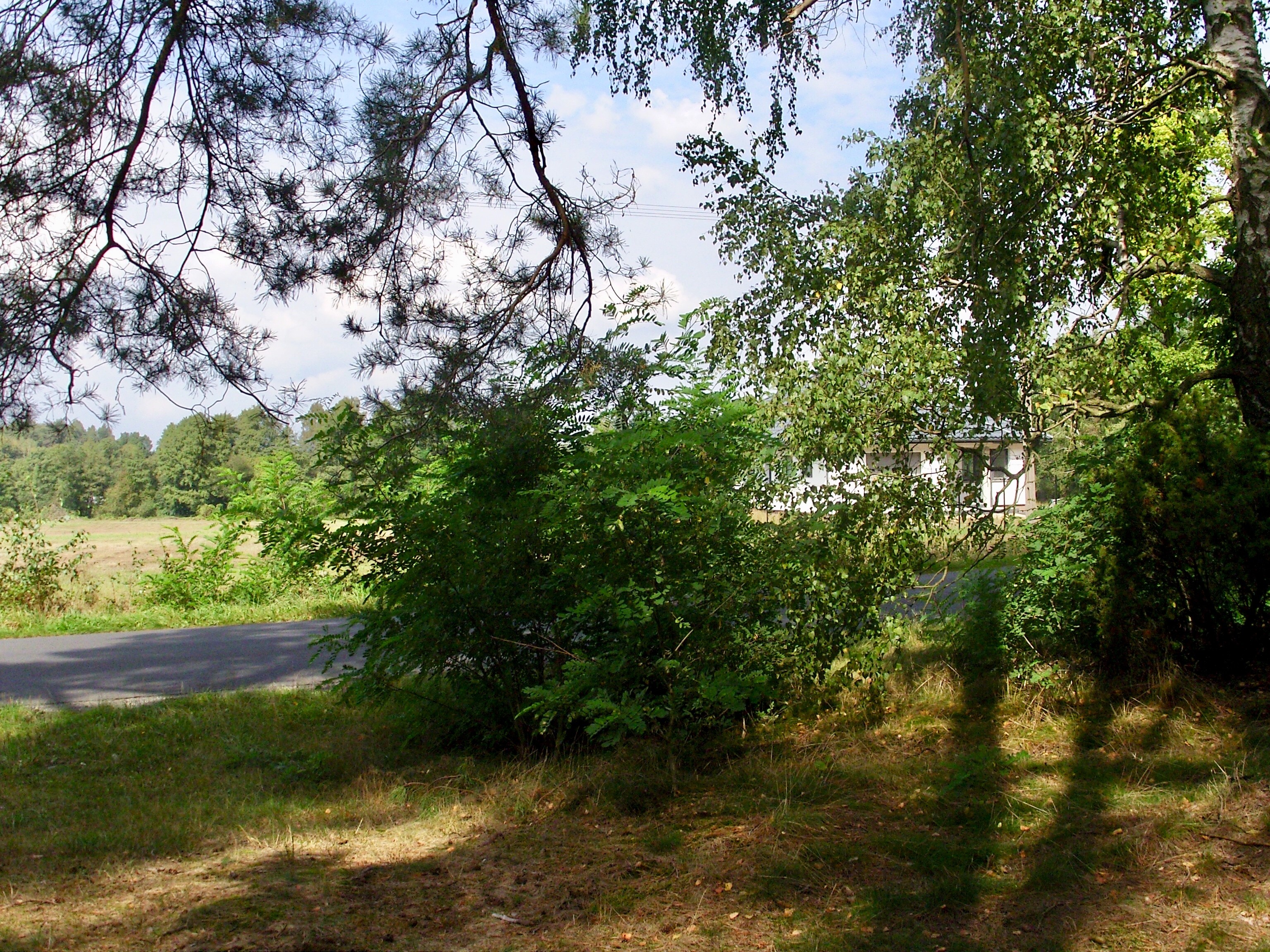 Sprzedam las blisko S17, Ryki, Garwolin — zdjęcie 4