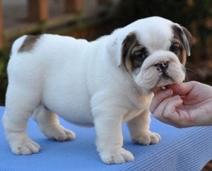 Englisch Bulldog Welpen zu verkaufen