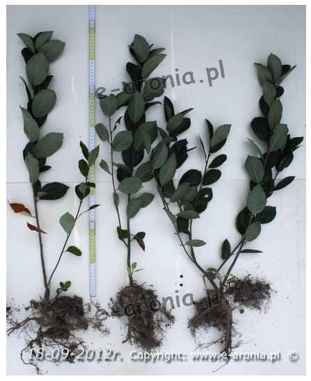 aronia sadzonki aronii 1,2,3 letnie ekologiczne — zdjęcie 2