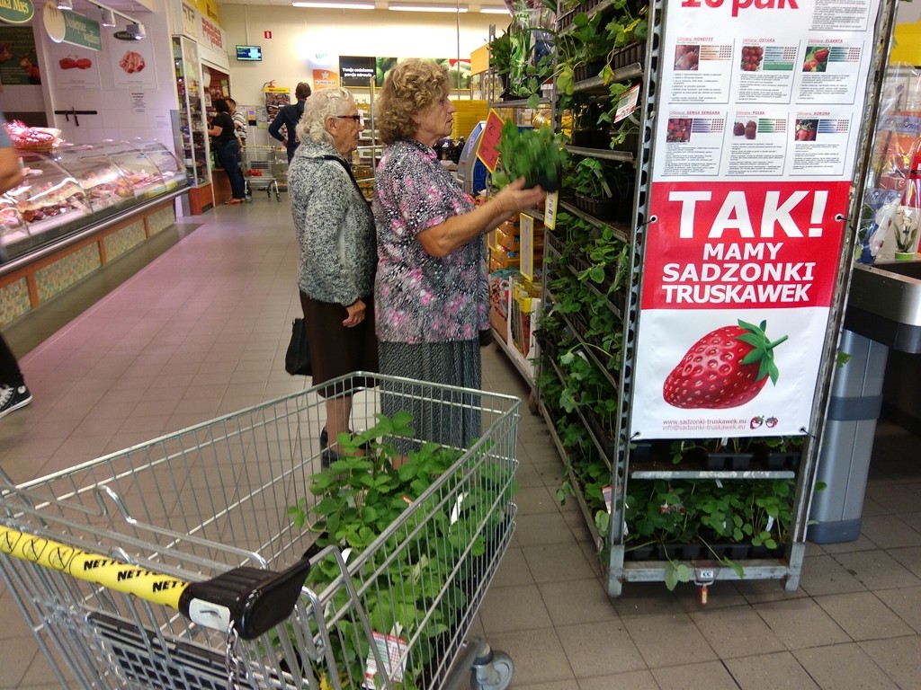 TRUSKAWKI SADZONKI SPRZEDAM — zdjęcie 4