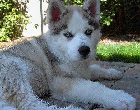 Kobieta siberian husky szczenięta do przyjęcia