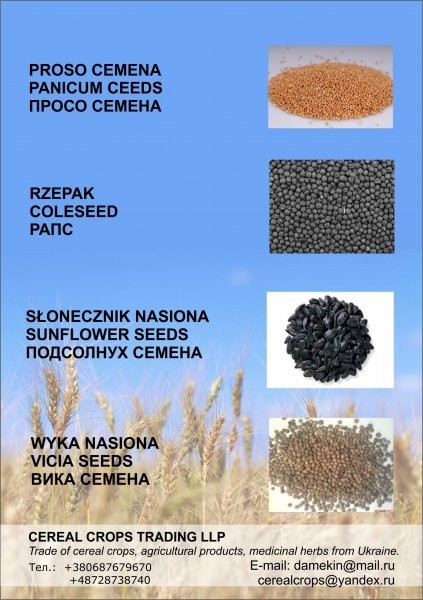 Tani Ostropest Plamisty — zdjęcie 3