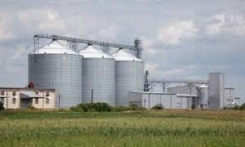 kupimy ziarno rzepaku ozimego 2500 ton