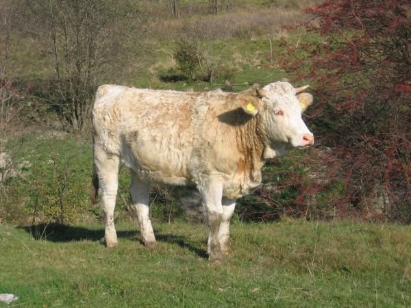 Hodowlane jałówki simentalskie — zdjęcie 1