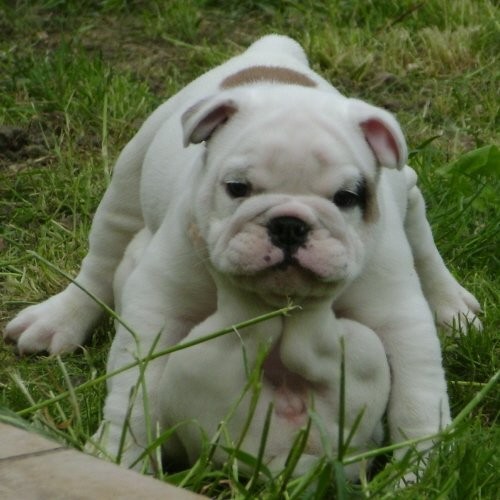 Angielski bulldog szczenięta do przyjęcia. — zdjęcie 1
