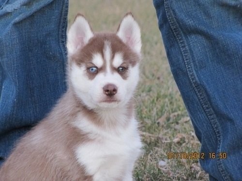 Siberian Husky — zdjęcie 2