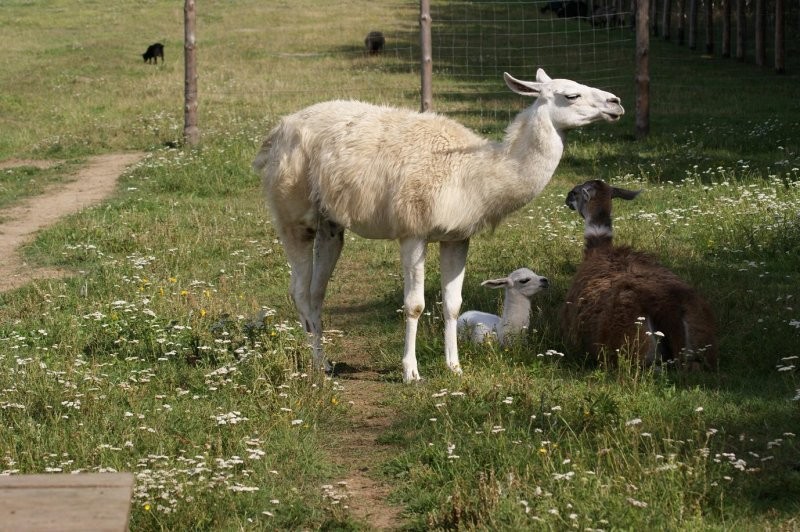 samiec lama — zdjęcie 3