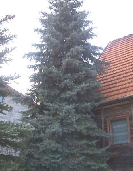 Świerk srebrny