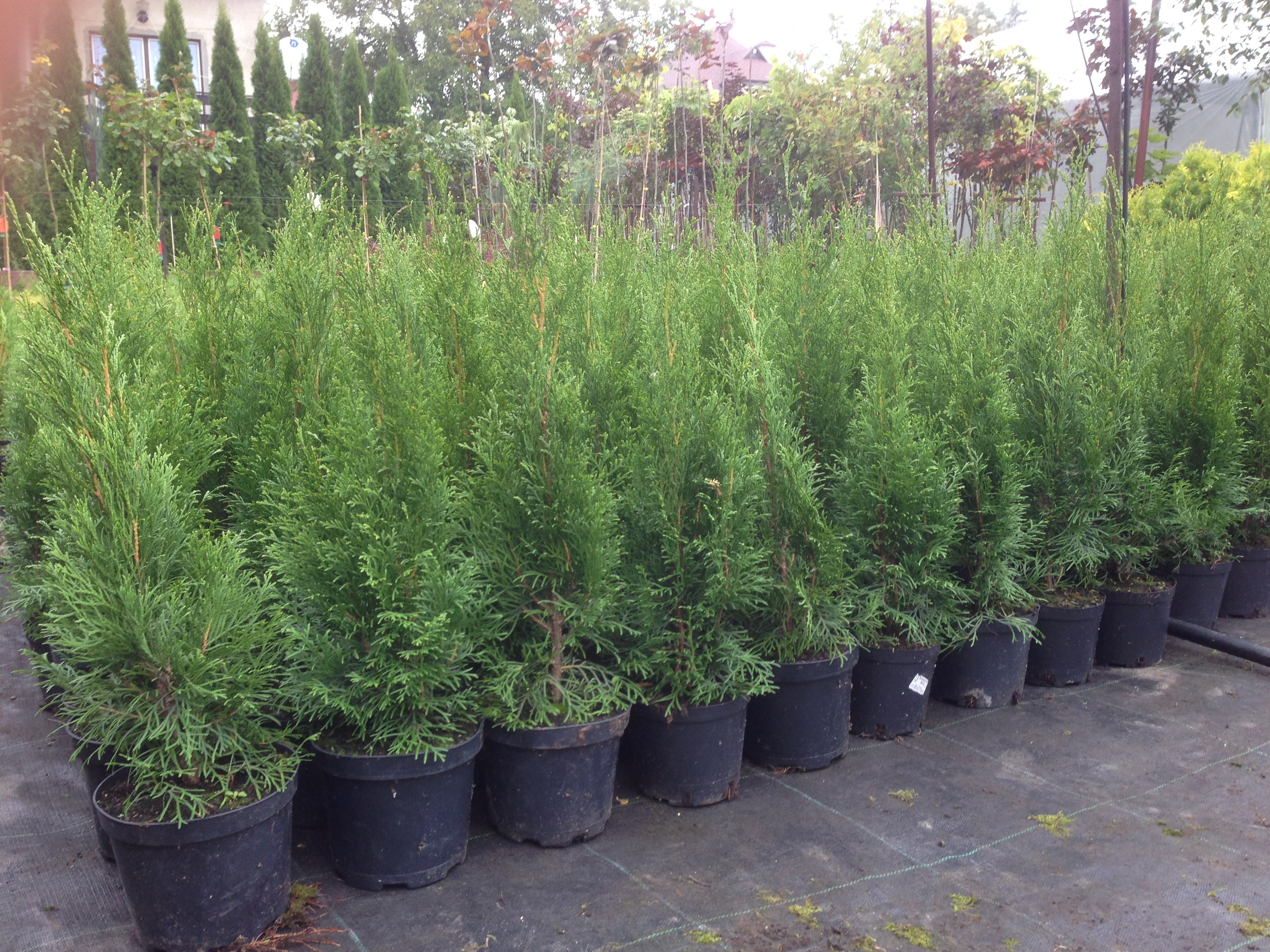 Thuja Szmaragd SHMARAGD TUJA TUJE wys 50 - 60 CM PROMOCJA !!! — zdjęcie 3