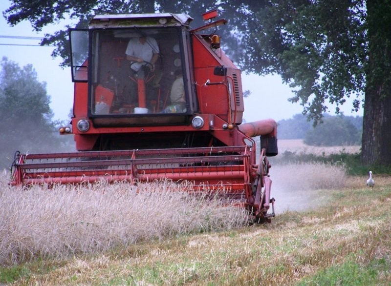 bizon rekord ZO58 — zdjęcie 2
