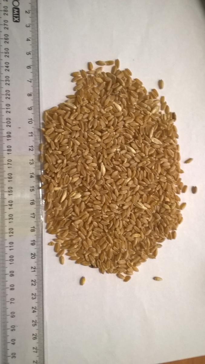Pszenica Durum
