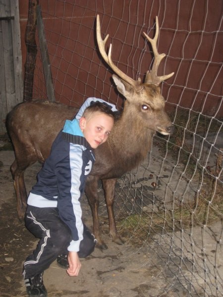 :::HODOWLA JELENI SIKA (Cervus nippon)::: — zdjęcie 1