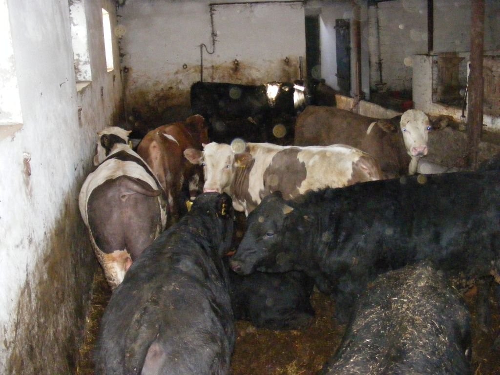 Sprzedam 40 sztuk byków opasówka byk opas — zdjęcie 4
