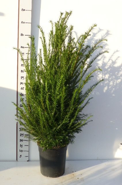 Cis Pospolity - Taxus Baccata — zdjęcie 2