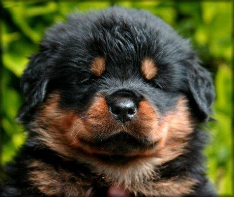 Rottweiler szczenięta do przyjęcia.