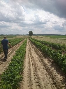 czarna porzeczka - dwuletnie sadzonki — zdjęcie 2