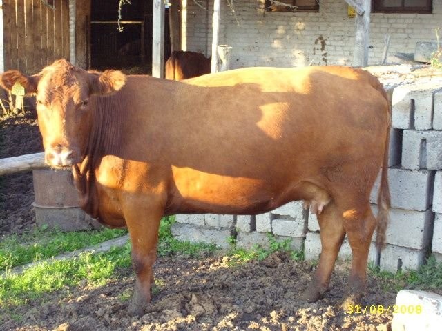 Hereford + Simental zacielone krowy mięsne WARTO!!! TANIO!! — zdjęcie 1