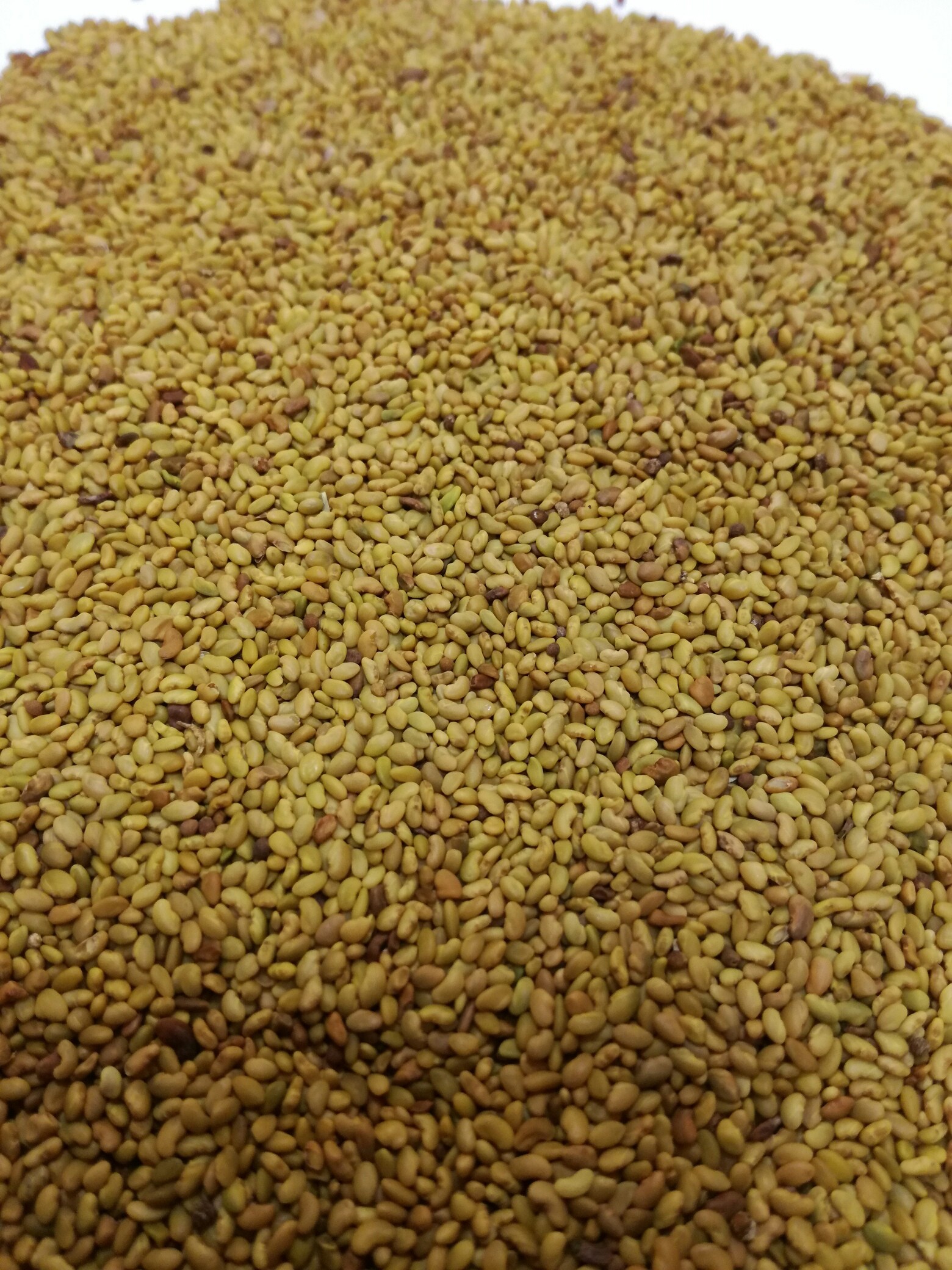 Sprzedam Lucernę.