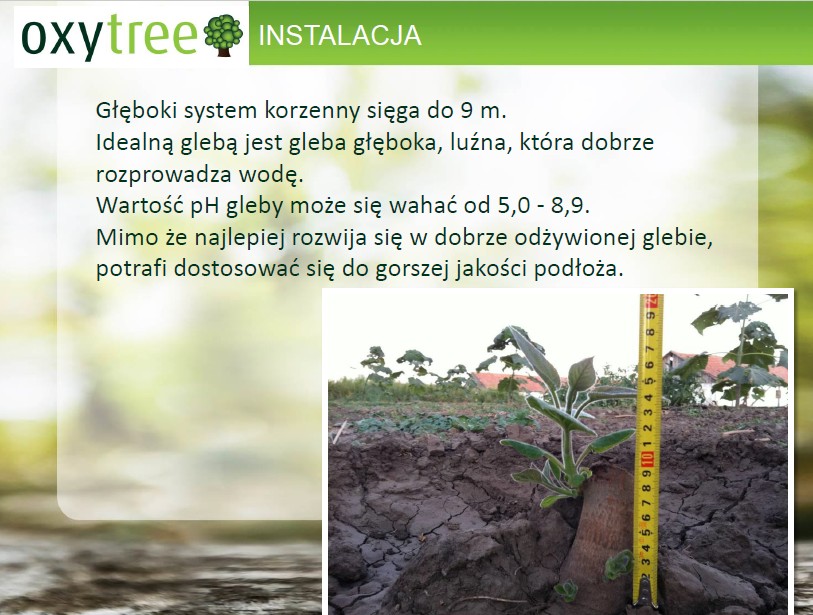 Oxytree - drzewo rosnących korzyści ( gleba: IV-VI klasa) — zdjęcie 1