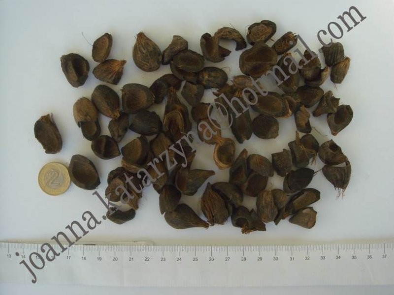 Pestka Olejowca Gwinejskiego ( PALM KERNEL SHELL)