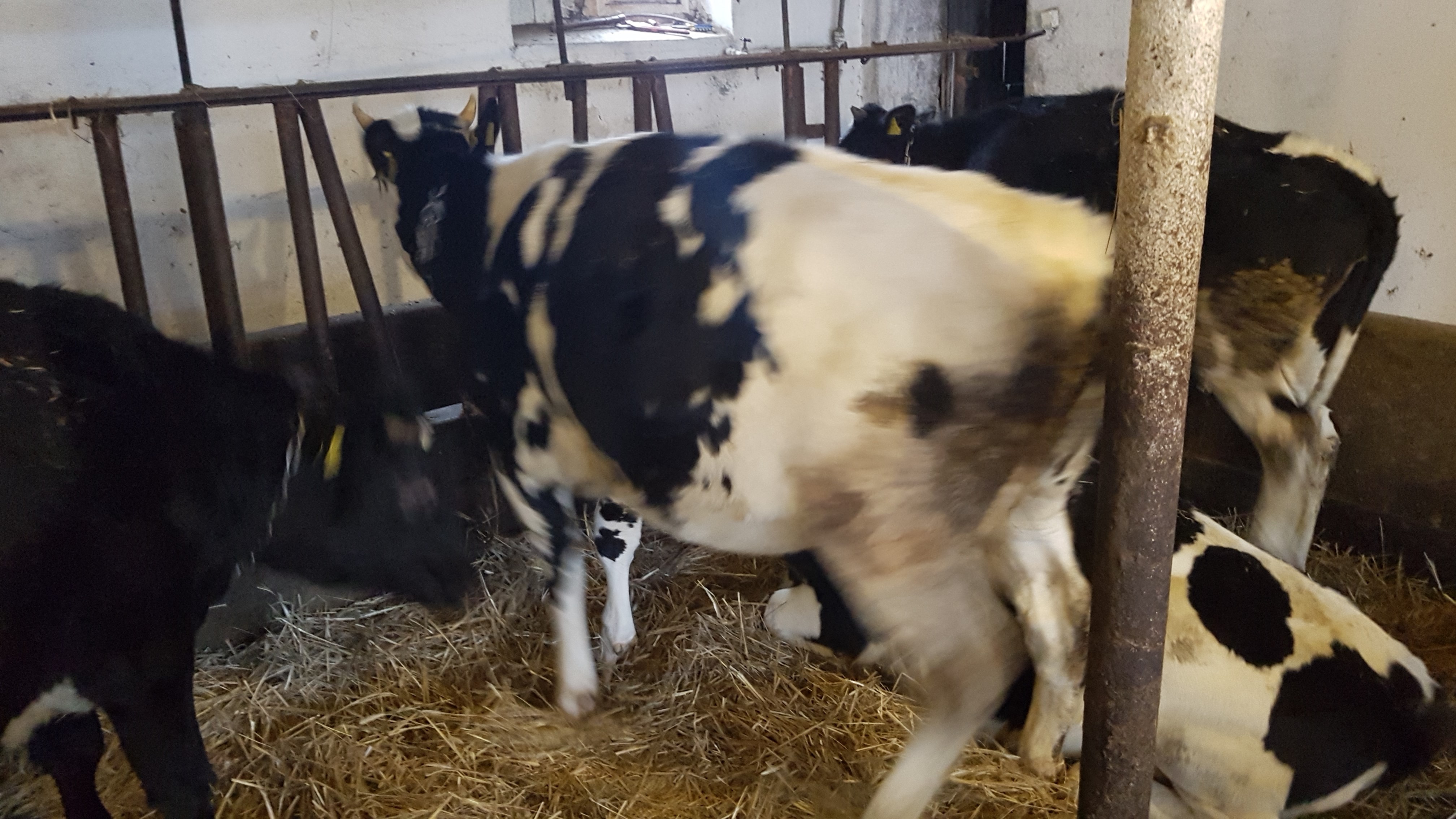 Sprzedam jałówkę wysokocielną — zdjęcie 2