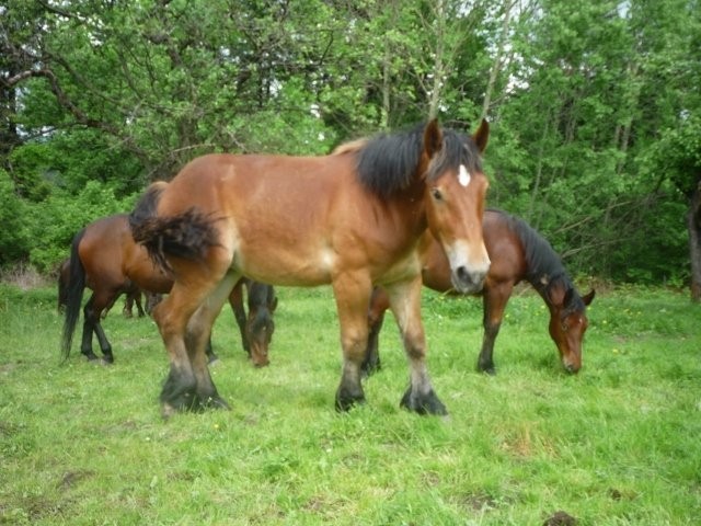 sprzedam klacz