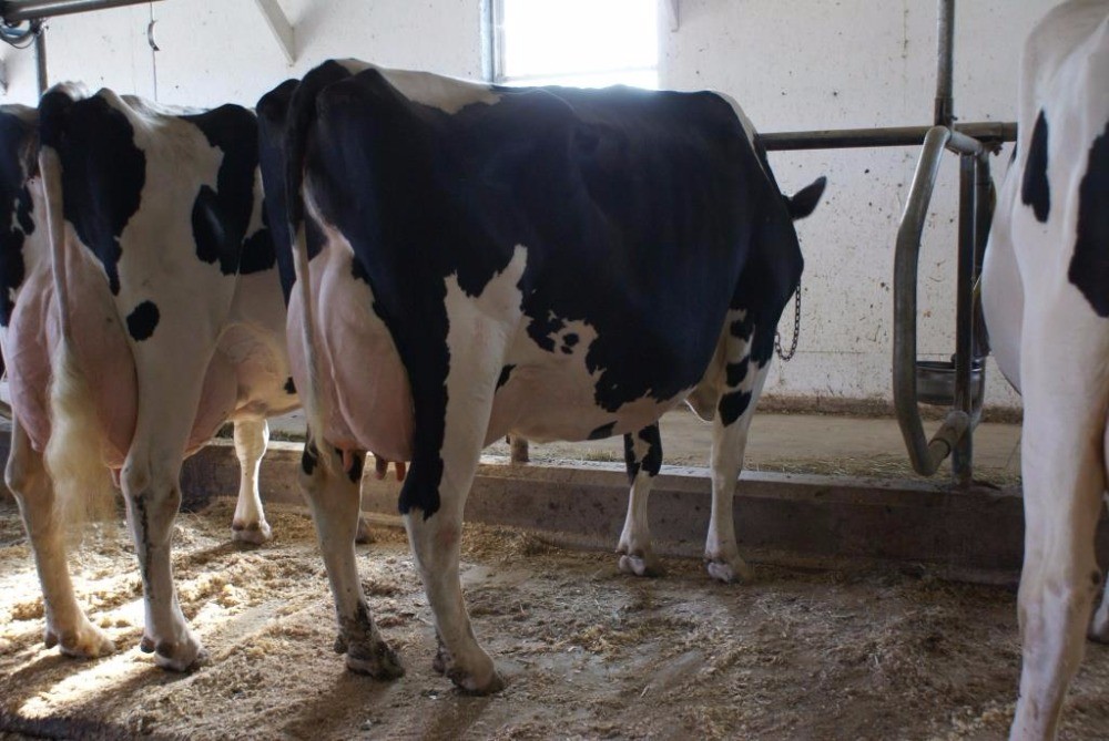 Holstein-Friesian Cow,Goats — zdjęcie 1