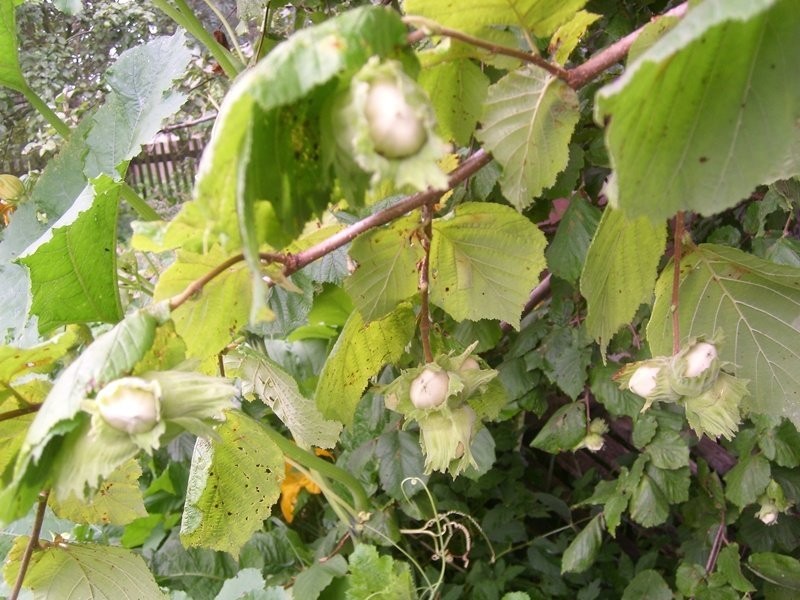 Sprzedam sadzonki leszczyny/orzecha laskowego — zdjęcie 1