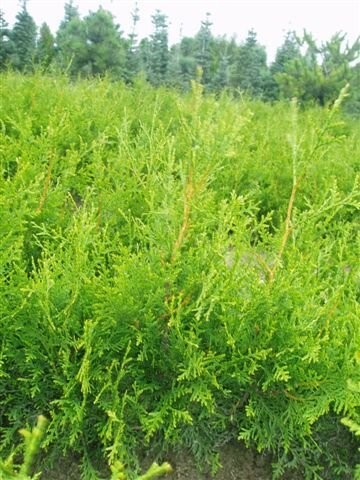Thuja Brabant