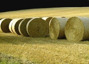 Zakupię z Południowo-Wschodniej Polski Pszenżyto