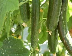 OBORNIK GRANULOWANY FERTIPLUS worki 25 kg — zdjęcie 1