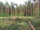 Prześwietlanie wycinka drzew Poznań 792002644 — zdjęcie 2