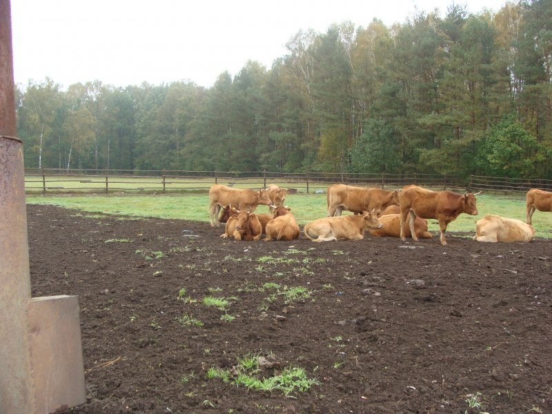 BYDŁO MIĘSNE sprzedam — zdjęcie 4