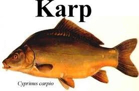 KARP HANDLOWY
