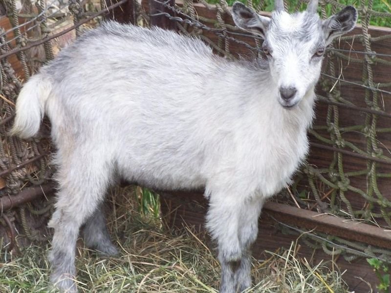 Koza i kózka — zdjęcie 1