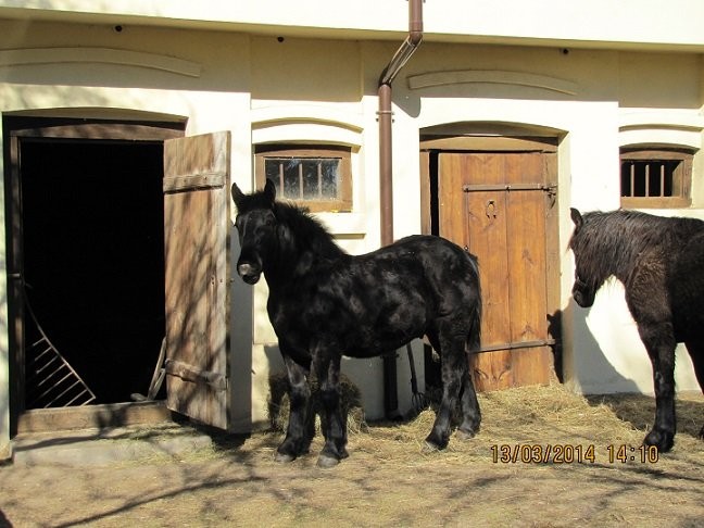 źrebak,koń zimnokrwisty,kary, 9-miesięcy — zdjęcie 2