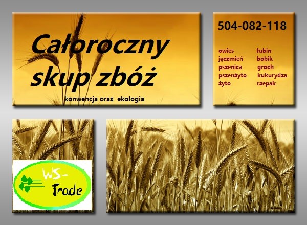 Kupię owies