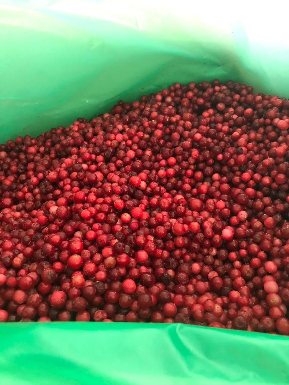 Borówka czerwona (brusznica). Certyfikat Organiczna klasa A. Mrożone. — zdjęcie 1