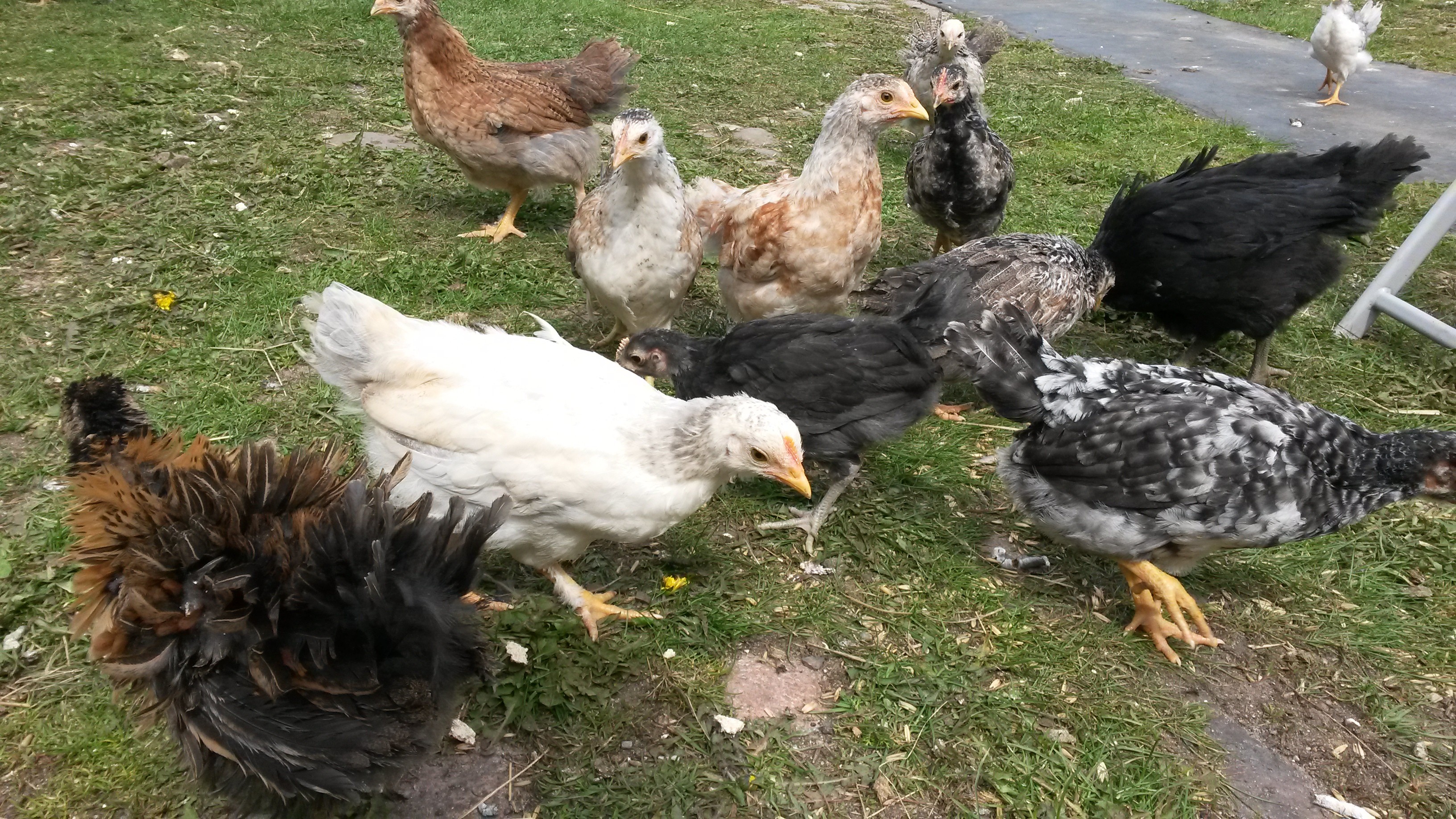 Sprzedam młode kurczaki hybrydy ras : Australop, Marans i Włoszka — zdjęcie 2