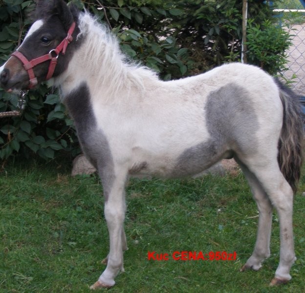 kuck ogierek 950 zł — zdjęcie 1