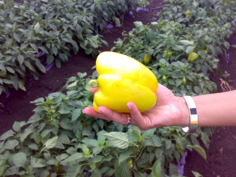 papryka przemysł czerwona i żólta import Węgry — zdjęcie 3